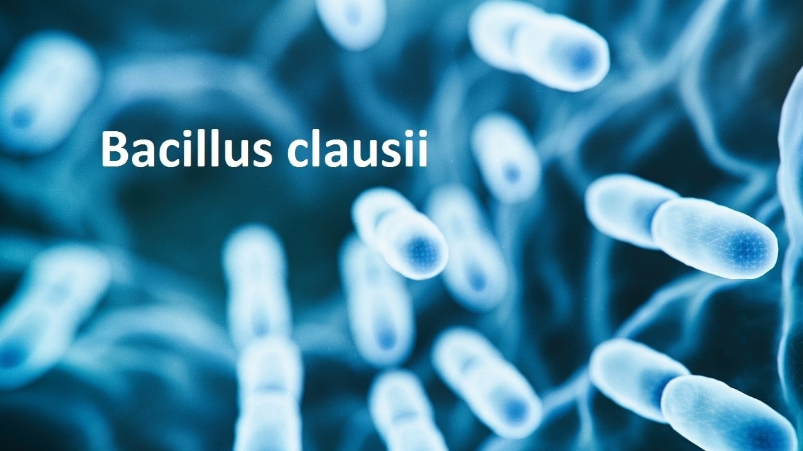 Bacillus clausii là lợi khuẩn xuất hiện trong một số chế phẩm sinh học dùng cho hô hấp Bacillus clausii là lợi khuẩn xuất hiện trong một số chế phẩm sinh học dùng cho hô hấp