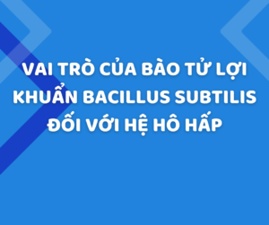 Vai trò của bào tử lợi khuẩn Bacillus subtilis đối với hệ hô hấp