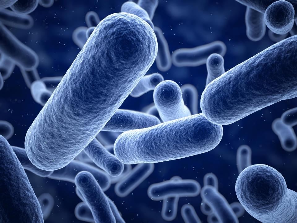 Những lợi ích của bào tử lợi khuẩn Bacillus trên đường hô hấp